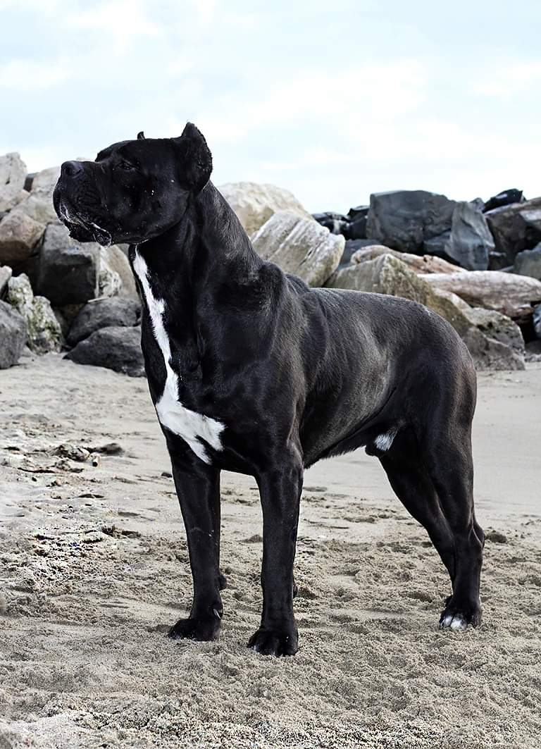Assenzio-cane-corso-dog-adult-black-5