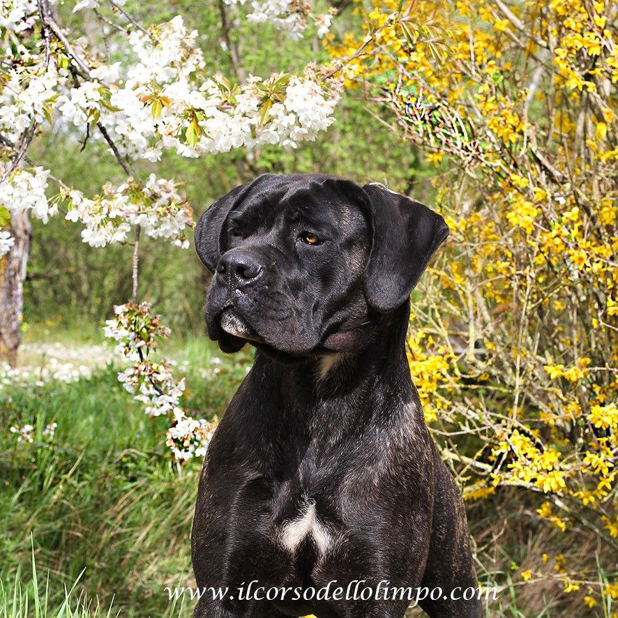 nitra black female cane corso dog from Il Corso dell'Olimpo 1