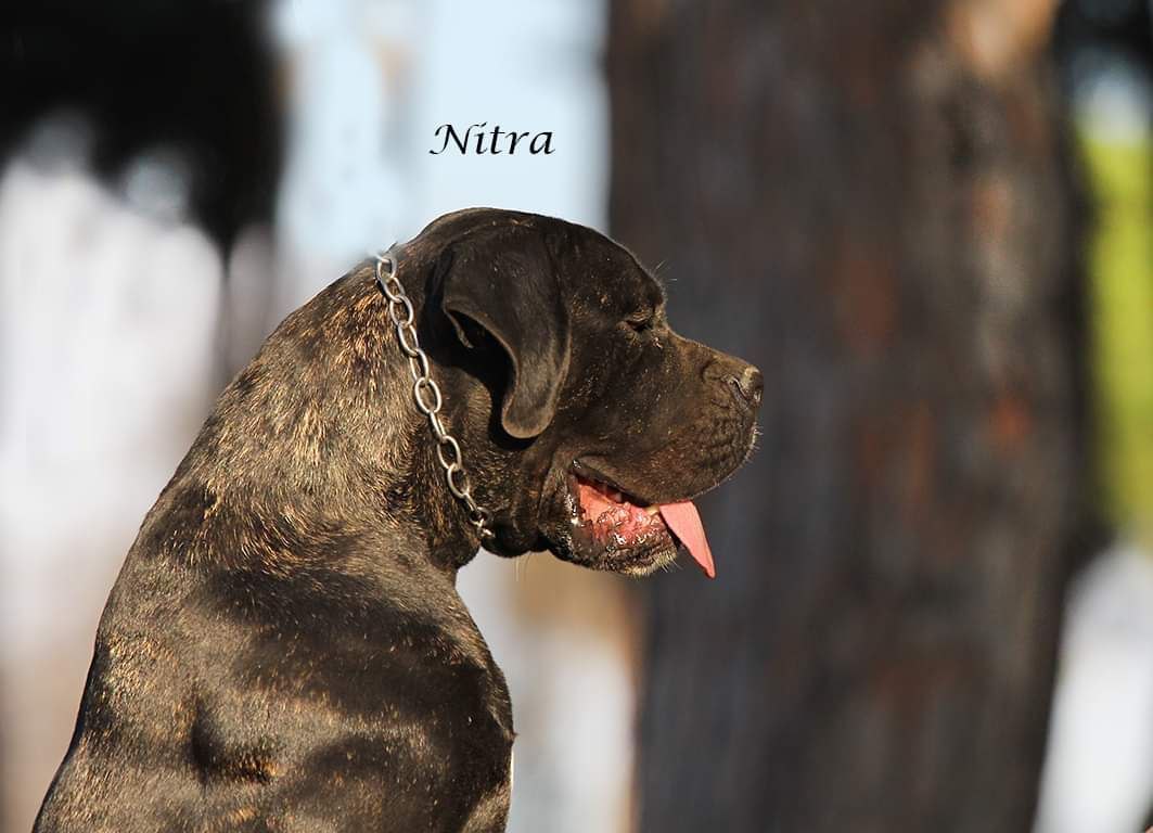 nitra black female cane corso dog from Il Corso dell'Olimpo