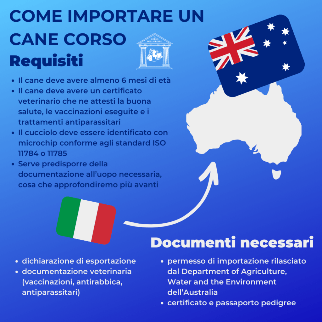 Infografica su consigli utili su come importare un cane corso dall'Italia all'Australia