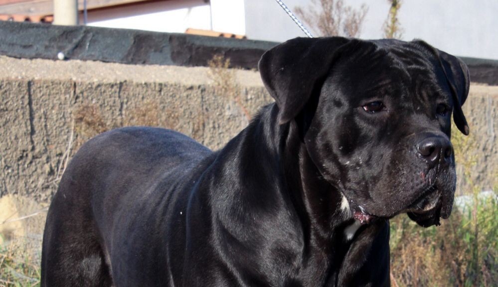 Aurora dell Olimpo - cane corso nero BG