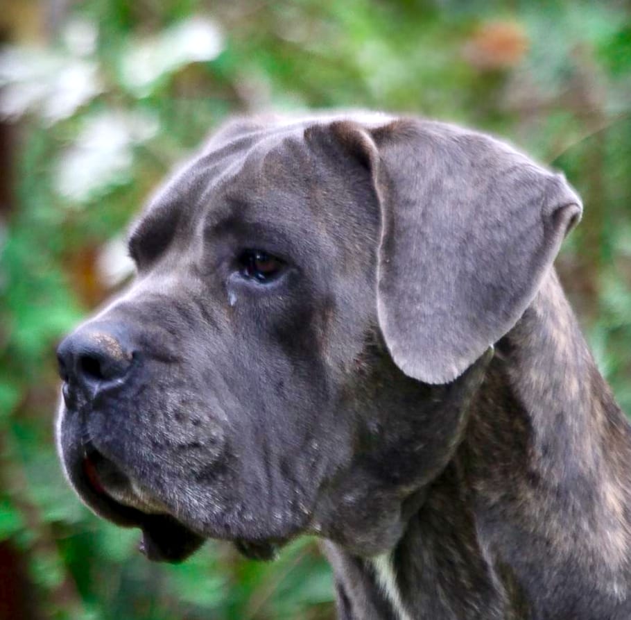 Morning-Star-maschio-Corso-Olimpo-1