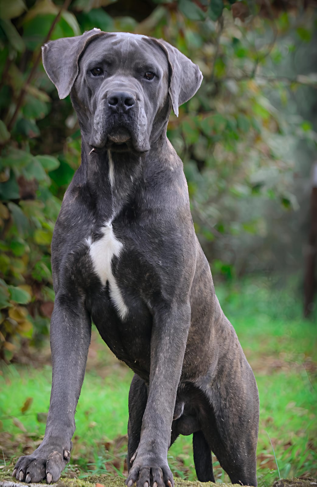 Morning-Star-maschio-Corso-Olimpo-2