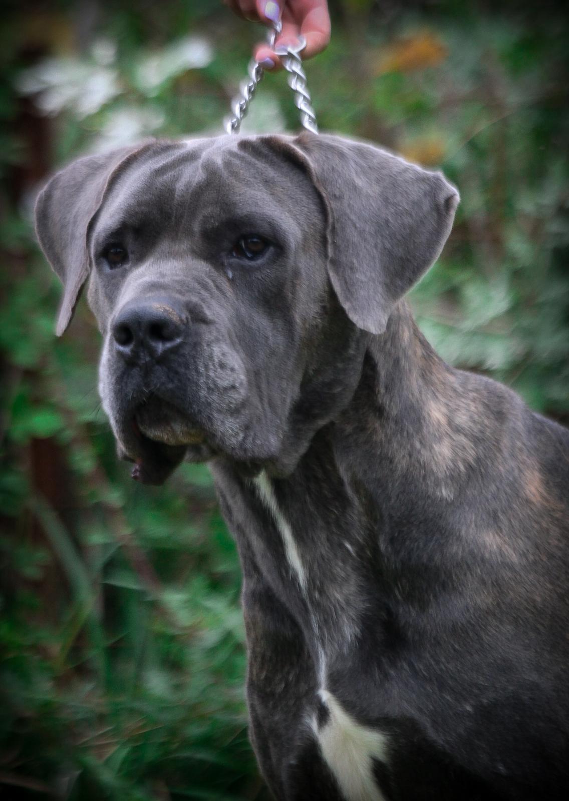 Morning-Star-maschio-Corso-Olimpo-3